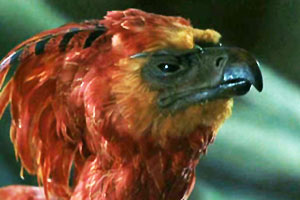 Fawkes the Phoenix